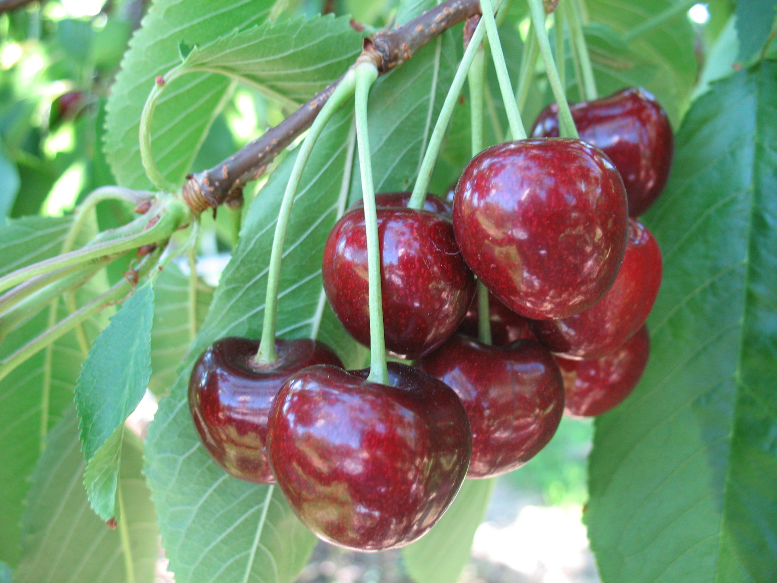 Вишня Гриот Сорта Фото – Telegraph